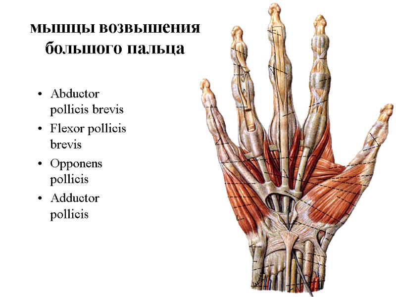 мышцы возвышения большого пальца Abductor pollicis brevis Flexor pollicis brevis Opponens pollicis Adductor pollicis